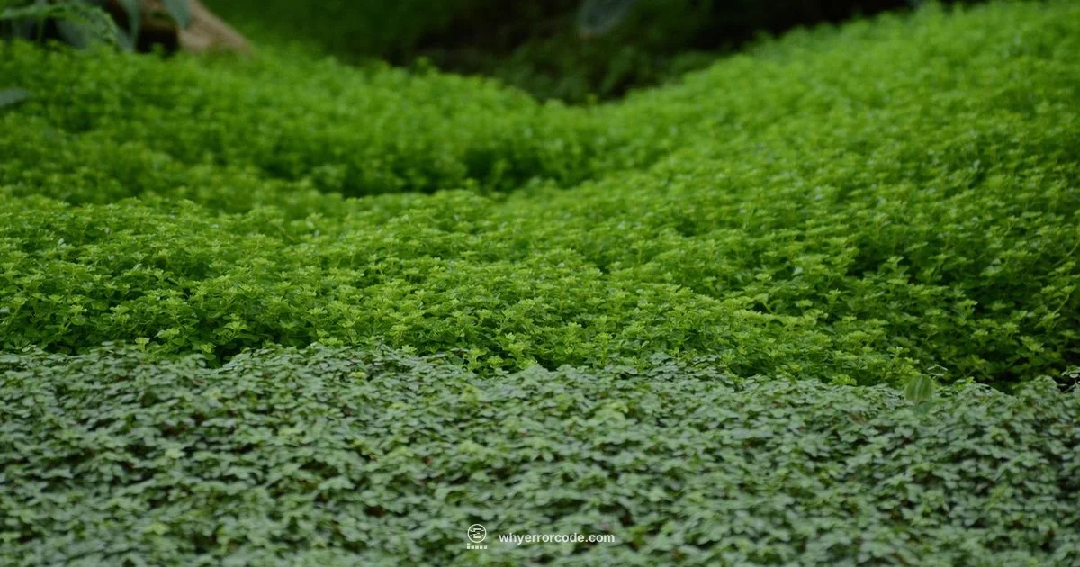 LG Fridge Errors - Why Error Code