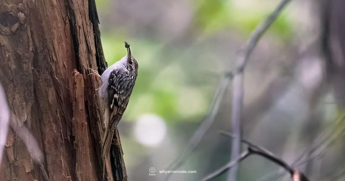 Error Code Creeper Error Code Creeper - Why Error Code