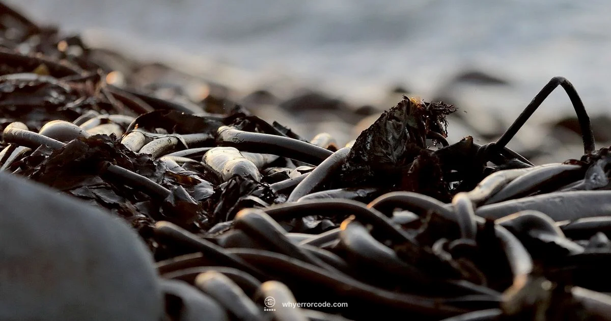 Kelp Error in Minecraft Kelp Error in Minecraft - Why Error Code