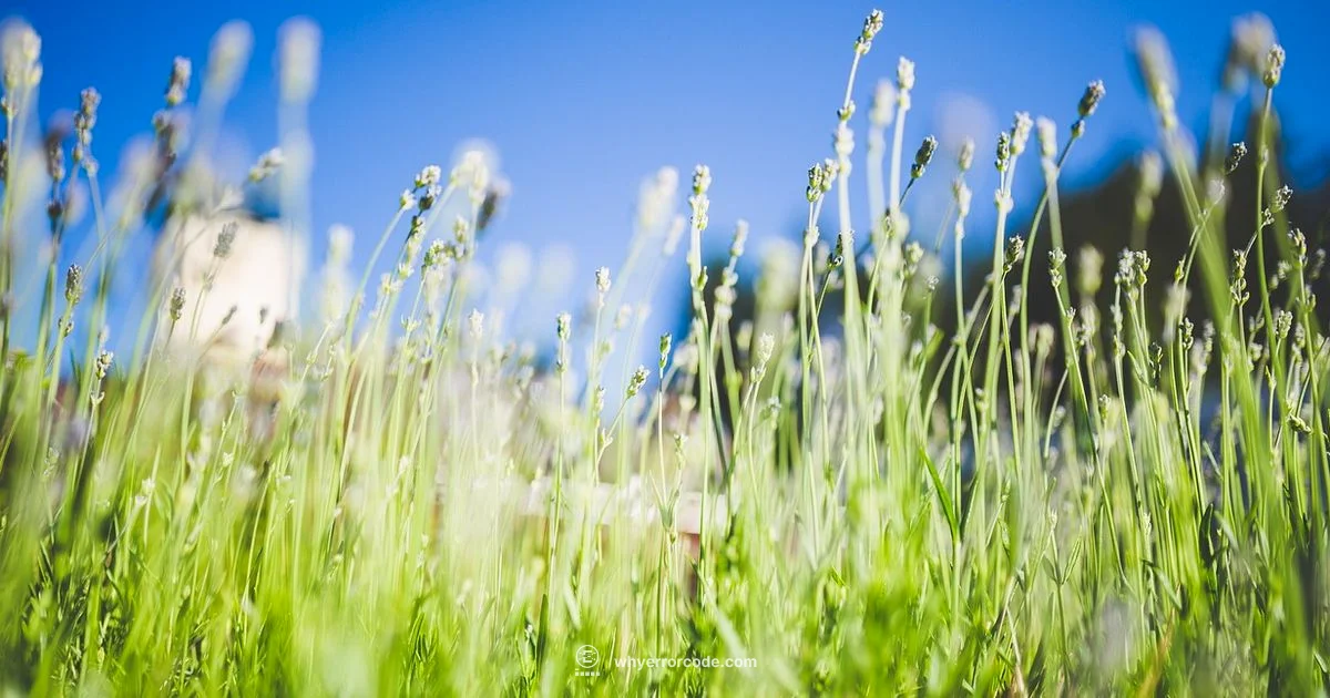 Saluspa E02 Fix Saluspa E02 Fix - Why Error Code